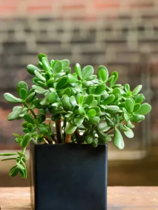 Crassula Ovata Pianta della Fortuna. Varie misure.