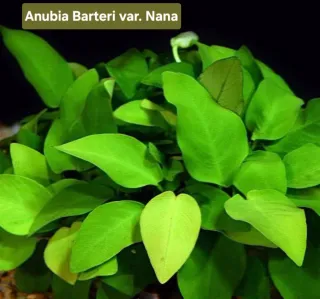 Pack 45x | 10 espécies Plantas Aquário com Anubia