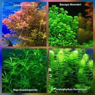 Pack 45x | 10 espécies Plantas Aquário com Anubia