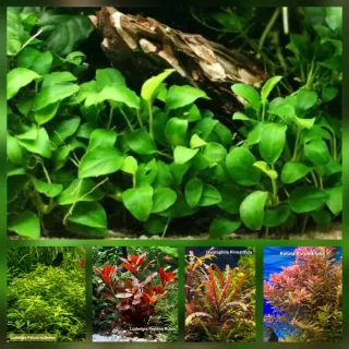 Pack 45x | 10 espécies Plantas Aquário com Anubia