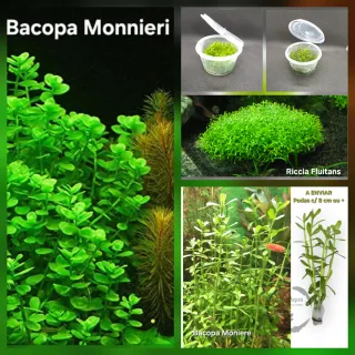 Pack 45x | 10 espécies Plantas Aquário com Anubia