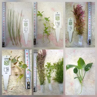 Pack 45x | 10 espécies Plantas Aquário com Anubia