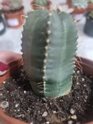 Cactus y Suculentas en Maceta