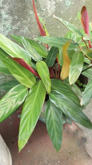 Planta com flor rosa para plantar