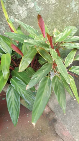 Planta com flor rosa para plantar