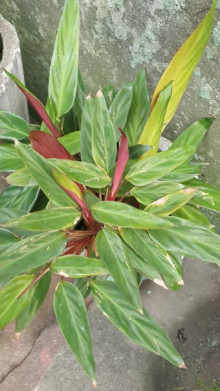 Planta com flor rosa para plantar