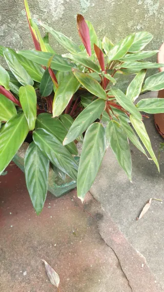 Planta com flor rosa para plantar