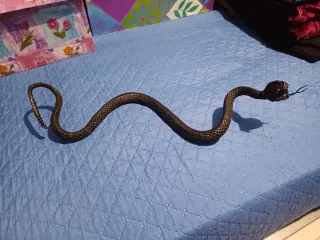 Cobra giocattolo nera