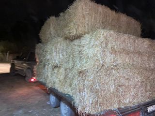 Fardos de paja para animales