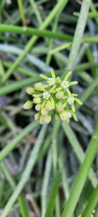Planta colgante Cynanchum viminale