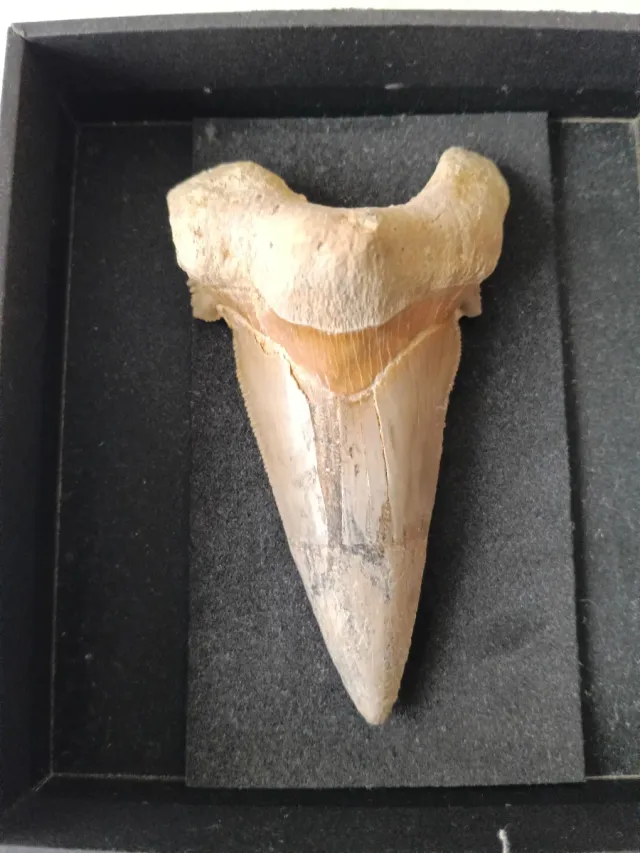 Enorme Diente Fósil Otodus Sokolovi 9 cm