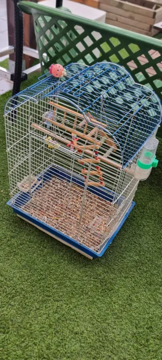 Jaula para loro azul y blanco