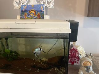 Acuario 60 Litros. filtro cambiado por uno mejor.