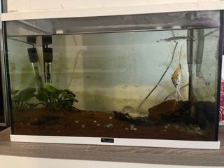 Acuario 60 Litros. filtro cambiado por uno mejor.