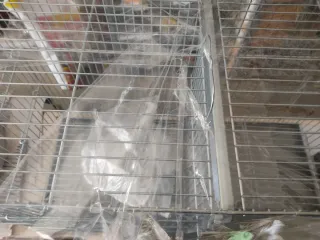 Jaula de cría 60 cm