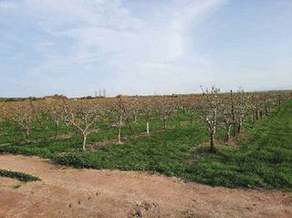 Terreno en venta en Alfaro