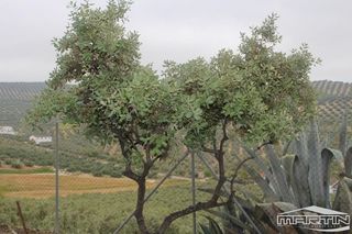 Terreno en venta en Lucena