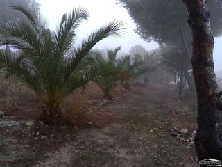 Terreno en venta en Lucena