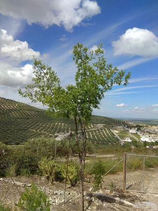 Terreno en venta en Lucena