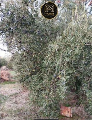 Terreno en venta en Puente Jontoya - Puente de la Sierra - El Arroyo en Jaén