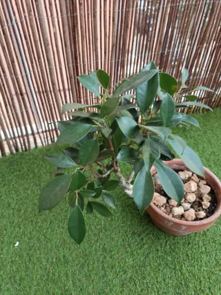 Ficus retusa bonsai