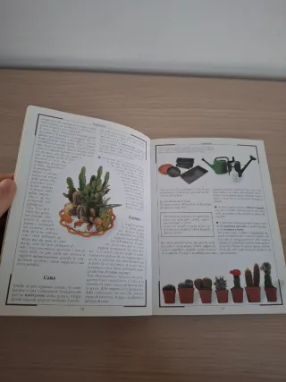 Piante grasse riconoscimento e coltivazione