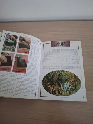 Piante grasse riconoscimento e coltivazione