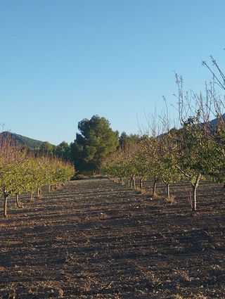 Solar en venta en Bullas