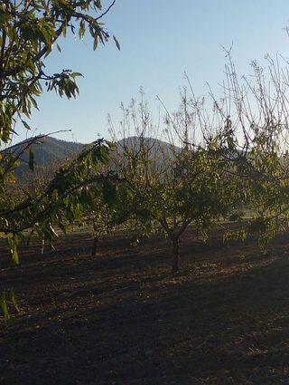 Solar en venta en Bullas