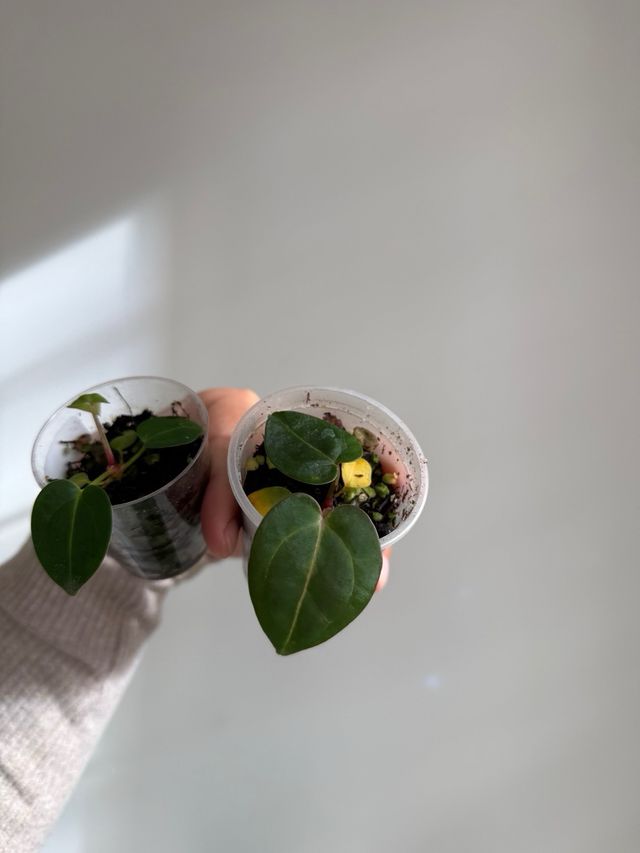 Anthurium noid (2 plantas)