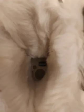 Stivaletti Chicco bimbi grigi