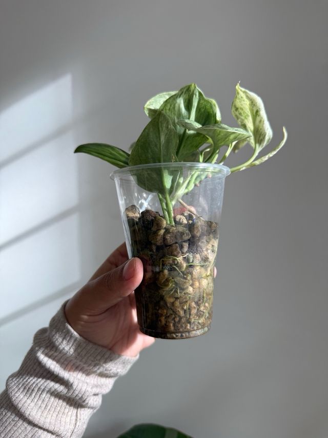 Scindapsus Treubii Marble