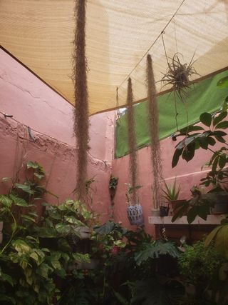 Tillandsia Planta de Aire