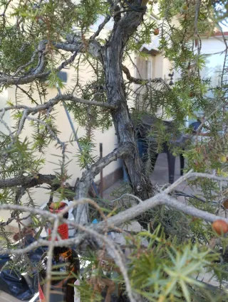 Bonsái Juniperus Rigida