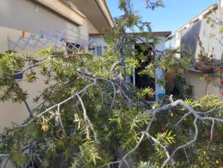 Bonsái Juniperus Rigida