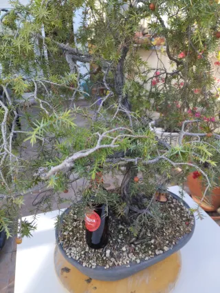 Bonsái Juniperus Rigida