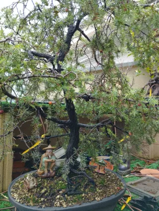 Bonsái Juniperus Rigida