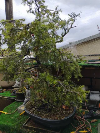 Bonsái Juniperus Rigida