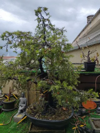 Bonsái Juniperus Rigida