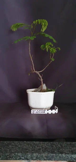 Acacia de Constantinopla sobre roca 6 años