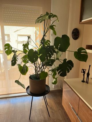 Monstera Deliciosa Grande 120cm