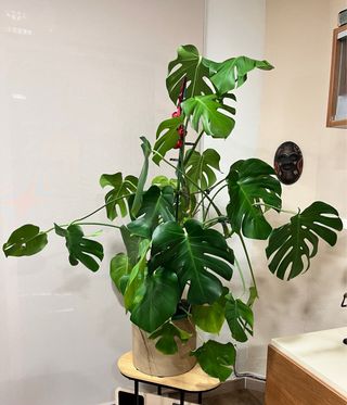 Monstera Deliciosa Grande 120cm