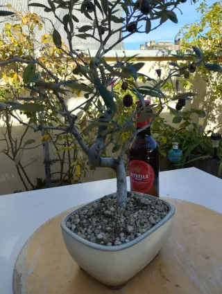 Bonsái Olivo Joven con Aceitunas