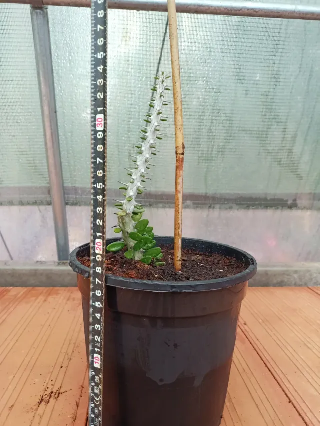 Ocotillo de Madagascar