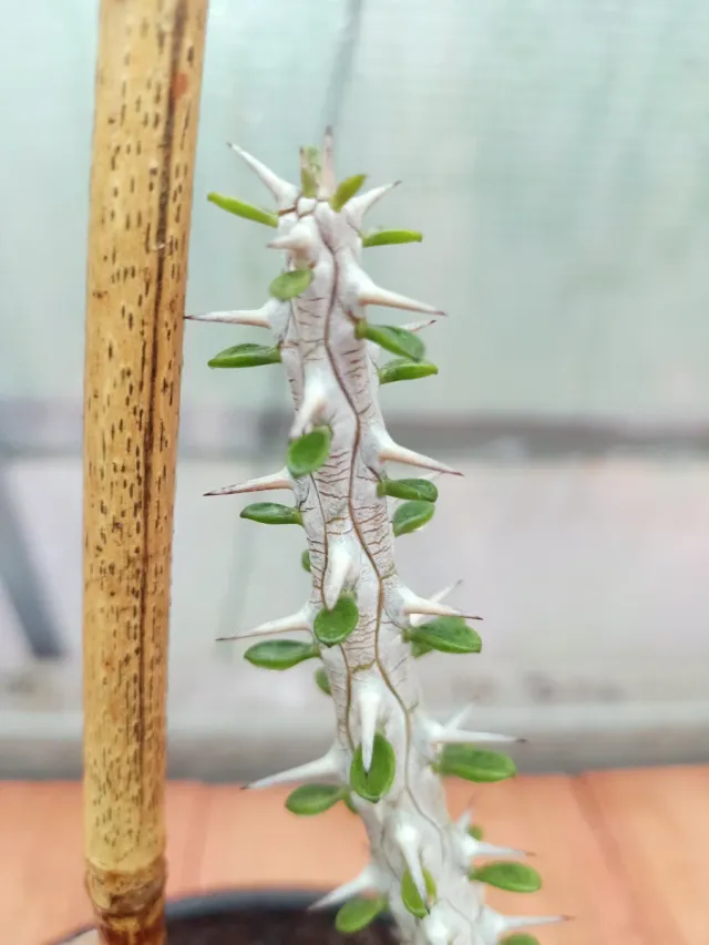 Ocotillo de Madagascar