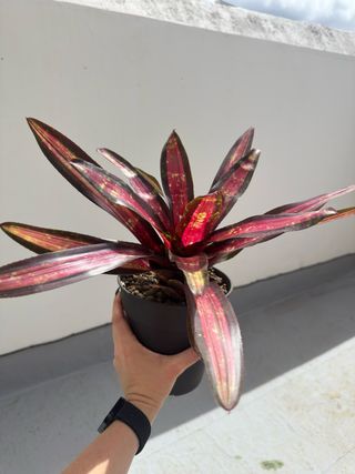Bromelia Neoregelia Margaret