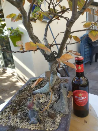 Bonsái joven de haya