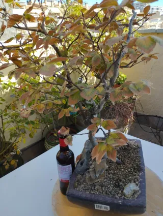 Bonsái joven de haya