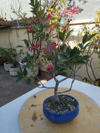 Bonsái Ficus Retusa Joven