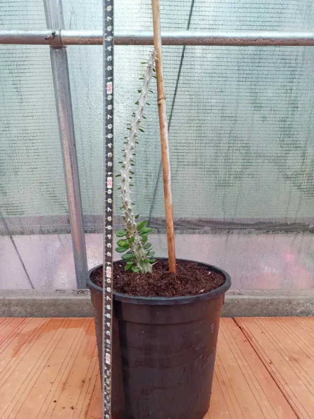 Ocotillo de Madagascar